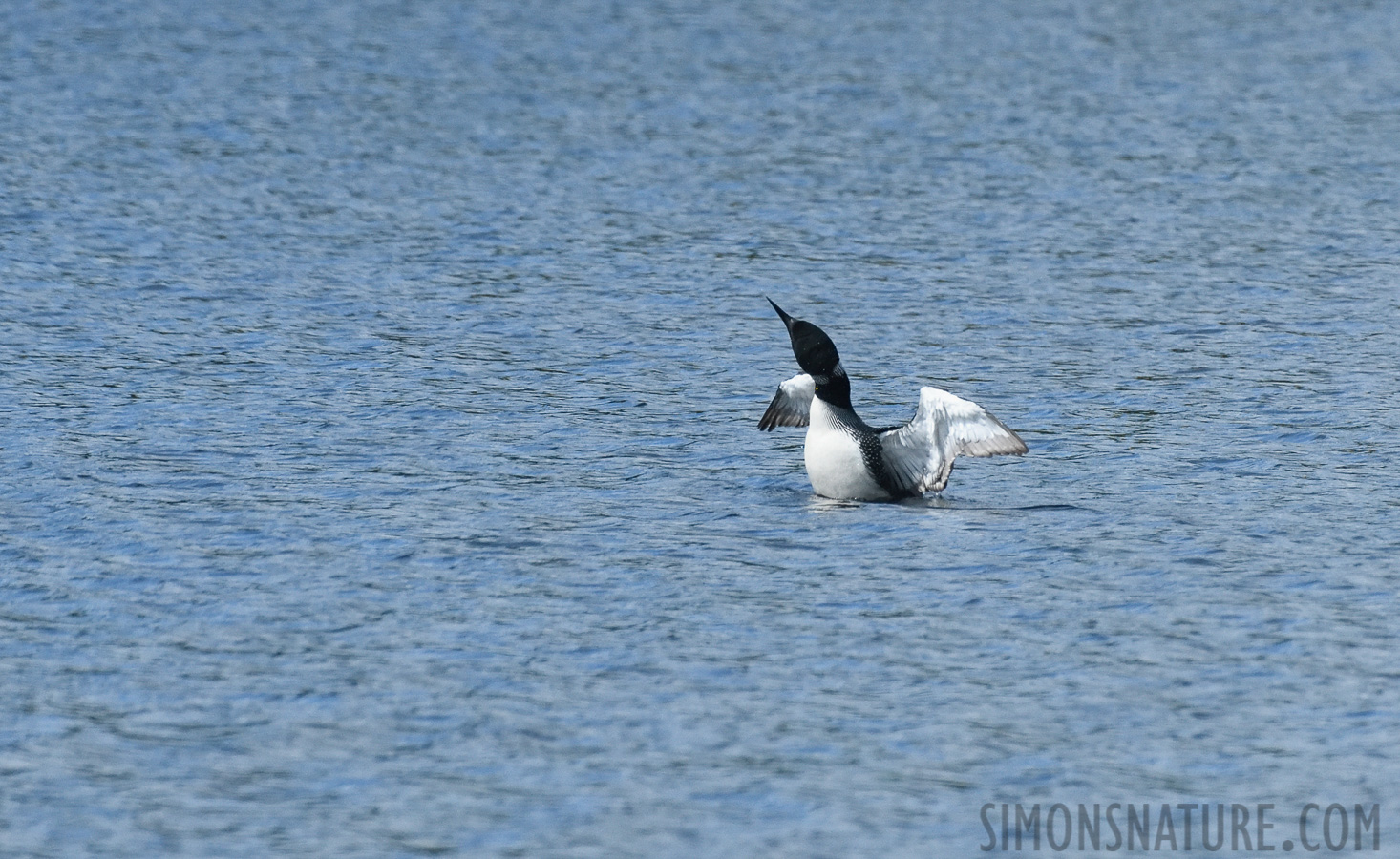 Gavia immer [400 mm, 1/4000 sec at f / 8.0, ISO 1600]